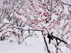 -香雪海