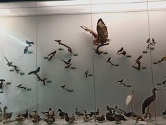 -盐城丹顶鹤湿地生态旅游区