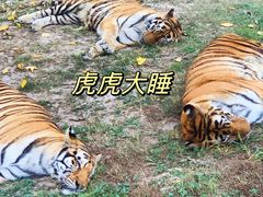 -上海野生动物园