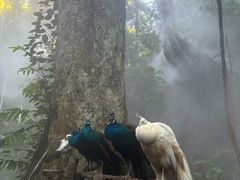 -西双版纳原始森林公园