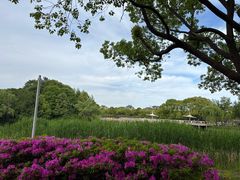 -新江湾城公园