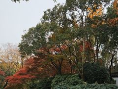 -秋霞圃