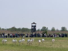 -盐城丹顶鹤湿地生态旅游区