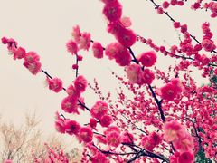 -杭州植物园