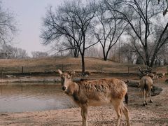 -北京野生动物园