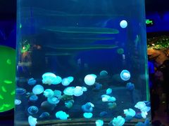 -芜湖新华联大白鲸海洋公园