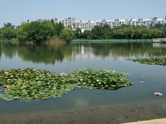-新江湾城公园