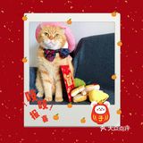 4年前家人在宠物店看到它，说是原来的家庭不能再养猫