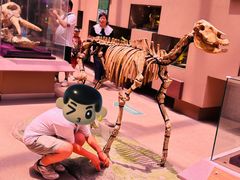 -陕西自然博物馆