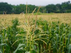-光明小镇欢乐田园
