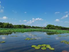 -荷塘月色湿地公园·向阳花洲