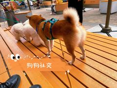-喜茶(深圳喜荟城店)