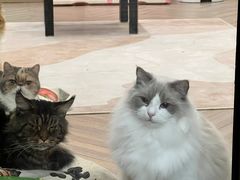 -酷豆宠物咖啡·宠物美食·撸猫馆