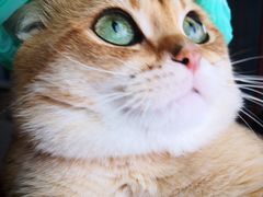 -东方名猫馆·英短金渐层布偶猫舍(环线广场1号楼店)