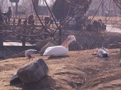 -盐城丹顶鹤湿地生态旅游区