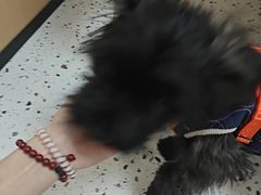 -瑞派康怡24h宠物医院·犬猫医疗中心·微创绝育(瑞景分院)