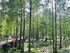 -池杉湖湿地公园