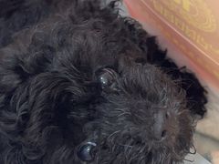 -贝康宠物医院·犬猫全科·小动物特色诊疗中心(东环路店)