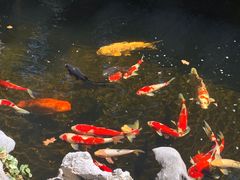 -鲤院·新中式美学·庭院餐厅(夫子庙店)