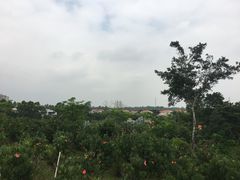 -仙湖旅游度假区