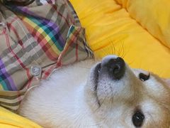 -逗柴咖啡屋·狗咖猫咖宠物桌游