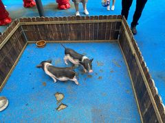 -上海崇明金茂凯悦酒店