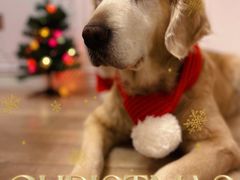 -百好乐宠物友好餐厅(朝外大街店)