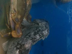 -宾朋海鲜特色美食餐厅·纯手工鲅鱼水饺(兴海路店)