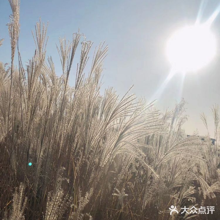 芦苇  风总是不闲着，吹谢了百花，吹落了秋叶