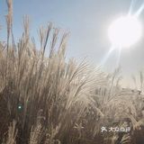 芦苇  风总是不闲着，吹谢了百花，吹落了秋叶