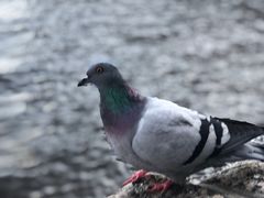 -涅瓦河