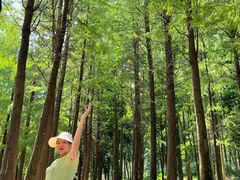 -广州市帽峰山景区