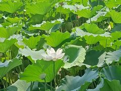 -桂湖森林公园
