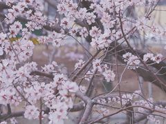 -大望京公园