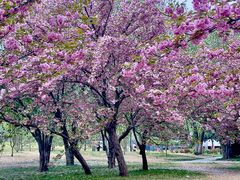-莲花池公园