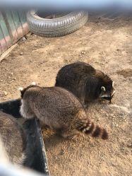 -萌宠亲子动物乐园(槐房万达店)