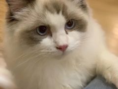 -滚猫咖啡·猫咖·猫友好撸猫(未来城店)
