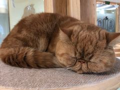 -猫和宫(六道口店)