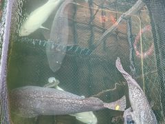 巨型石斑鱼-蓝湾碧波·老字号·疍家非遗海上餐厅
