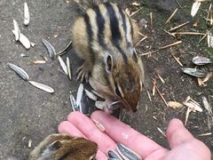 -五营红松林海景区