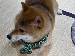 -逗柴咖啡屋·狗咖猫咖宠物桌游