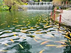 -玉水寨丽江源餐厅