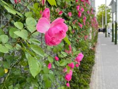 -芳华路(地铁站)