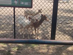 -北京麋鹿生态实验中心