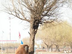 9-赛汗塔拉风情园