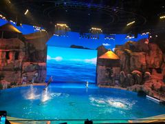 -芜湖新华联大白鲸海洋公园