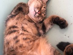 -猫在这儿猫咪咖啡馆·撸猫馆