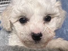 -翊宠yipet猫狗购宠庄园犬舍•猫舍