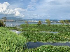 -洱海月湿地公园