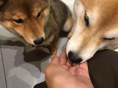 -柴务处·柴犬主题狗咖